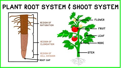 Vegetal Life: A Symphony of Roots, Shoots and Leaves Under the Mexican Sun