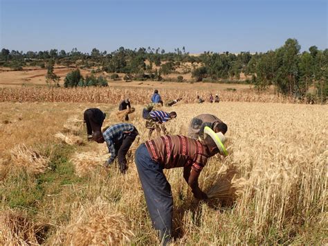 Understanding Our Land: Unveiling the Secrets of Ethiopian Agricultural Heritage